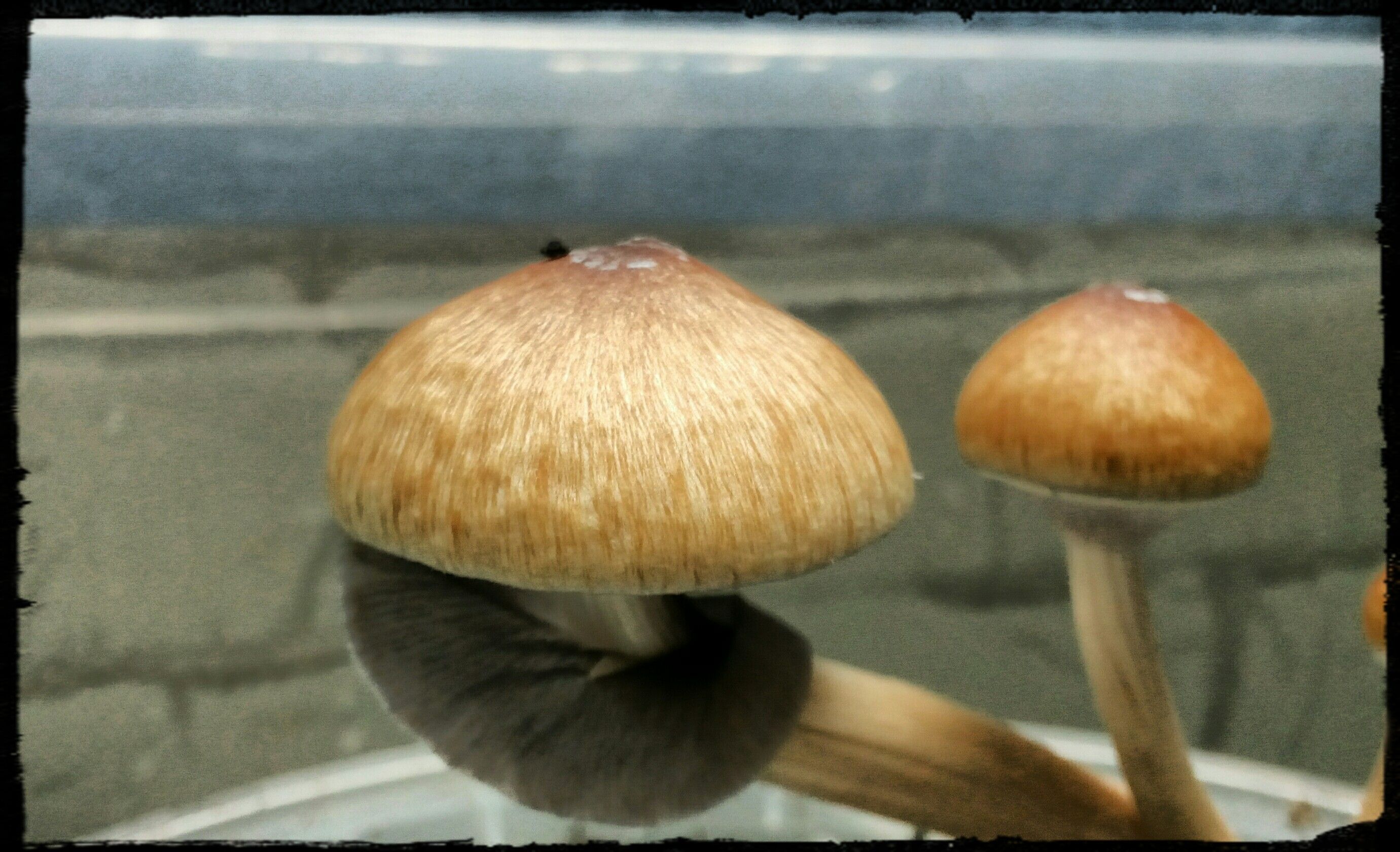 Покрывало гриба. Грибы растущие в Таджикистане. Таджикские грибы. Грибы из Таджикистана. Какие грибы растут в Таджикистане.