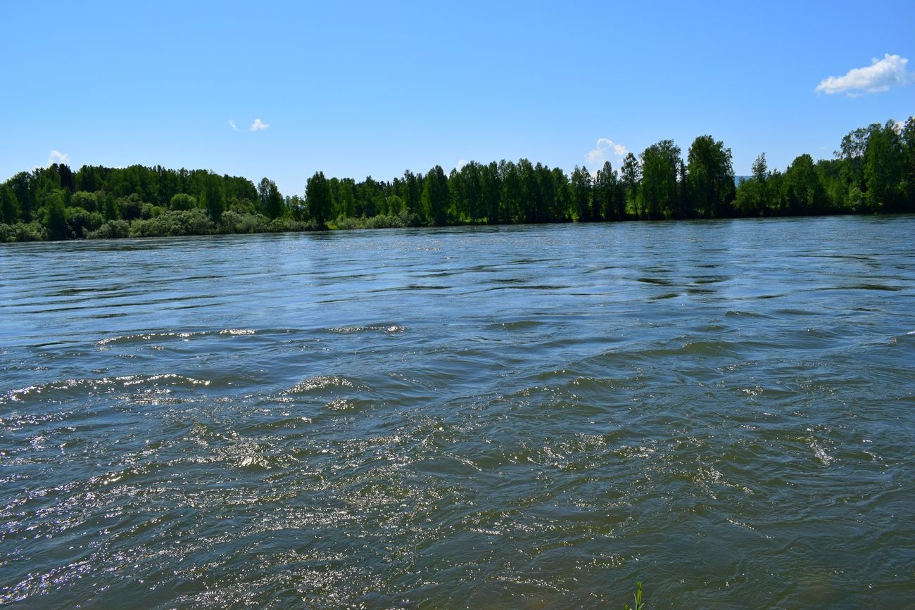 Какая река здесь. Река Водица. Притоки бии. Дно река Бия. Бия аб.