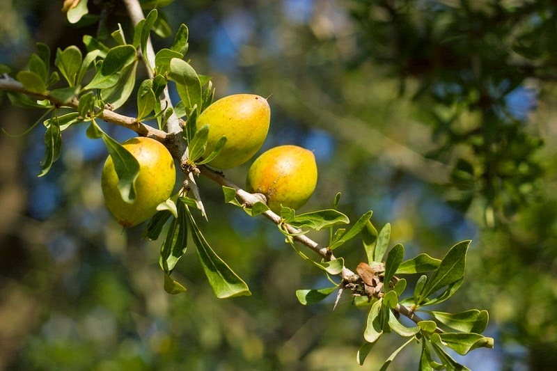 3-Плоды дерева аргания.jpg