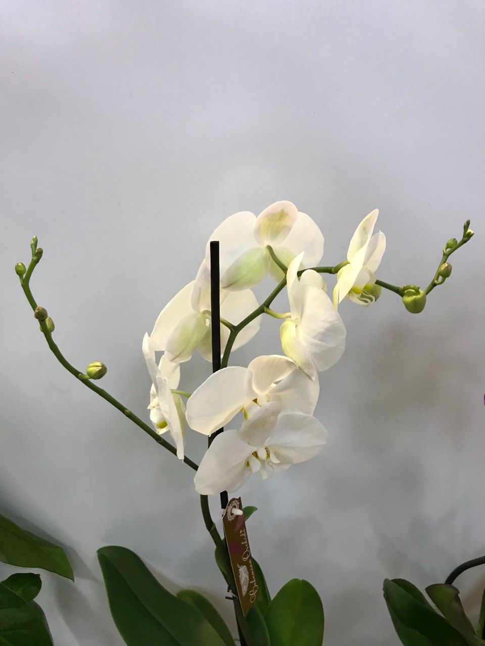 Начала цвести орхидея. Цветение орхидеи. Орхидея отцвела. КПА цветёт Орхидея. Этапы цветения орхидеи.