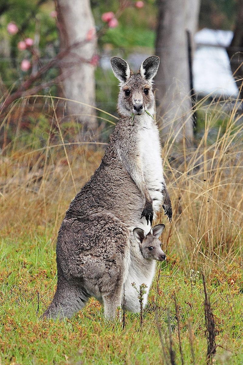 800px-Kangaroo_and_joey03.jpg