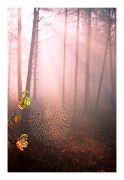 spidernet.jpg