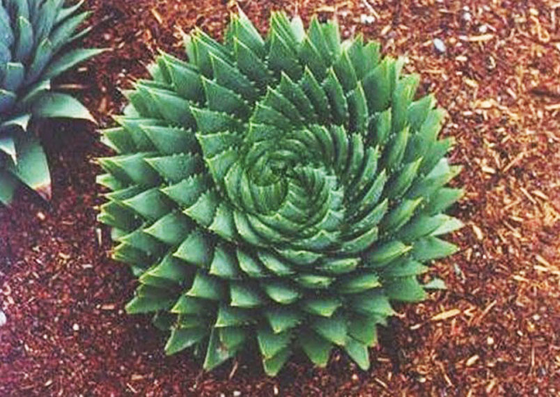 fractal-plant-cactus.jpg