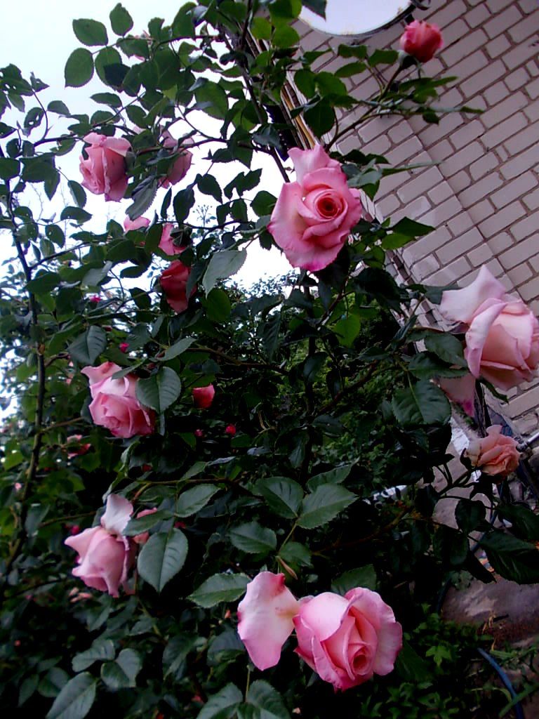 Роза плетистая лавиния фото и описание