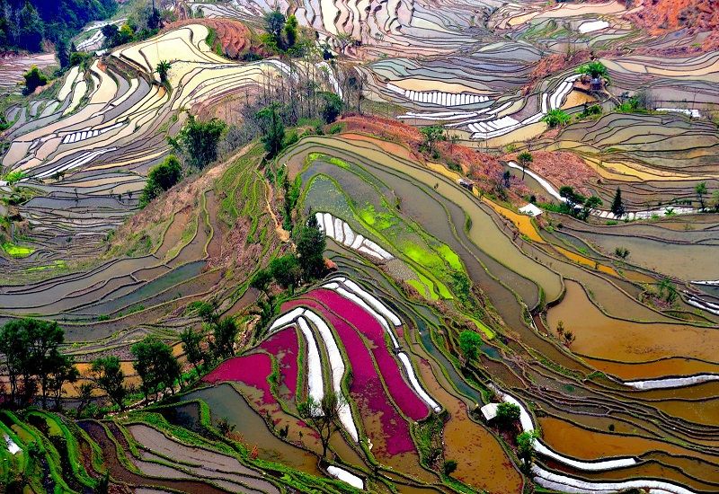 3-Разноцветные рисовые террасы в Юаньяне, Китай.jpg