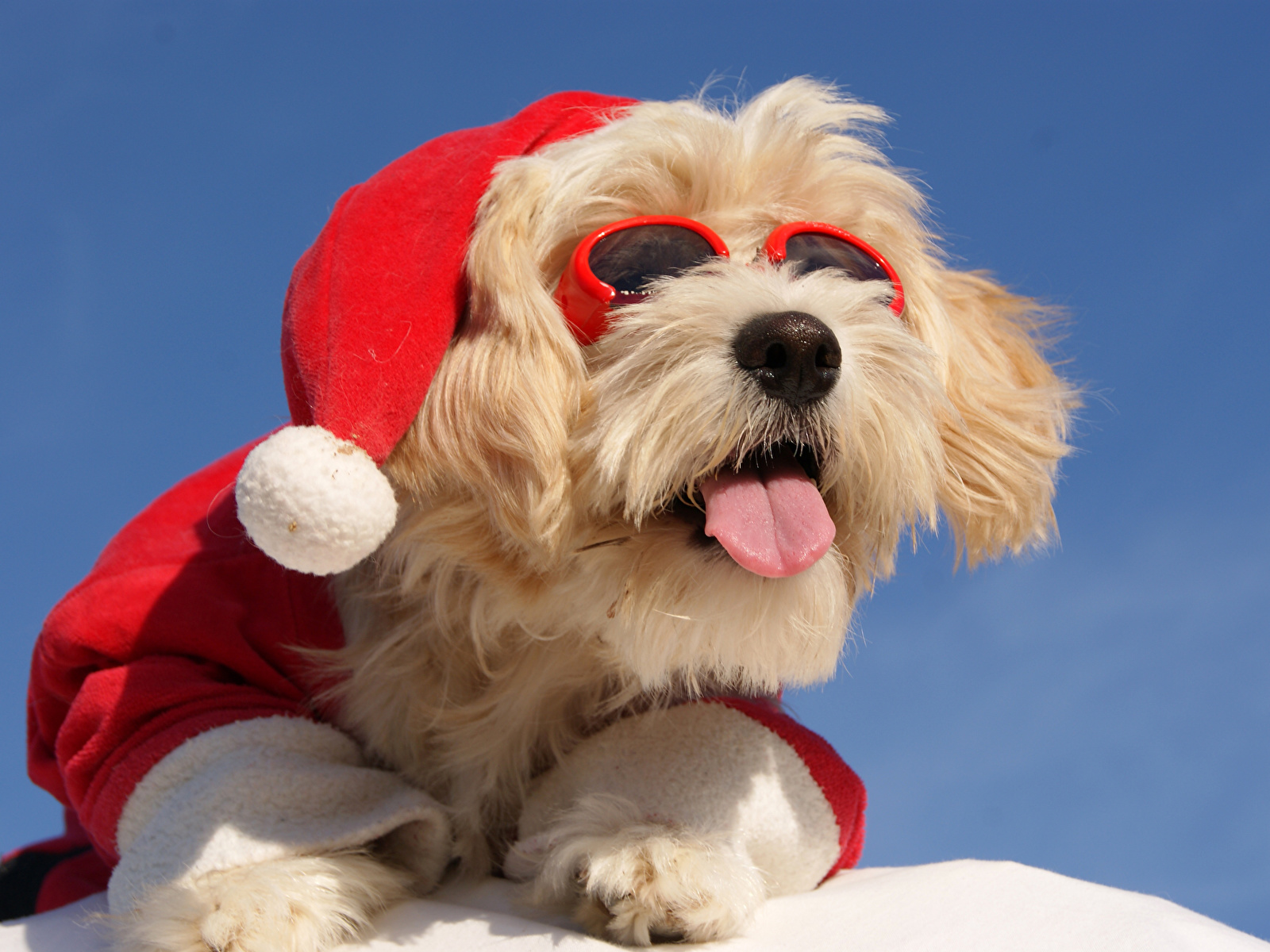 Christmas_Dogs_Maltese_511876_1600x1200.jpg