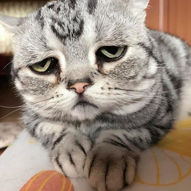 Самая грустная кошка на Земле2.jpg