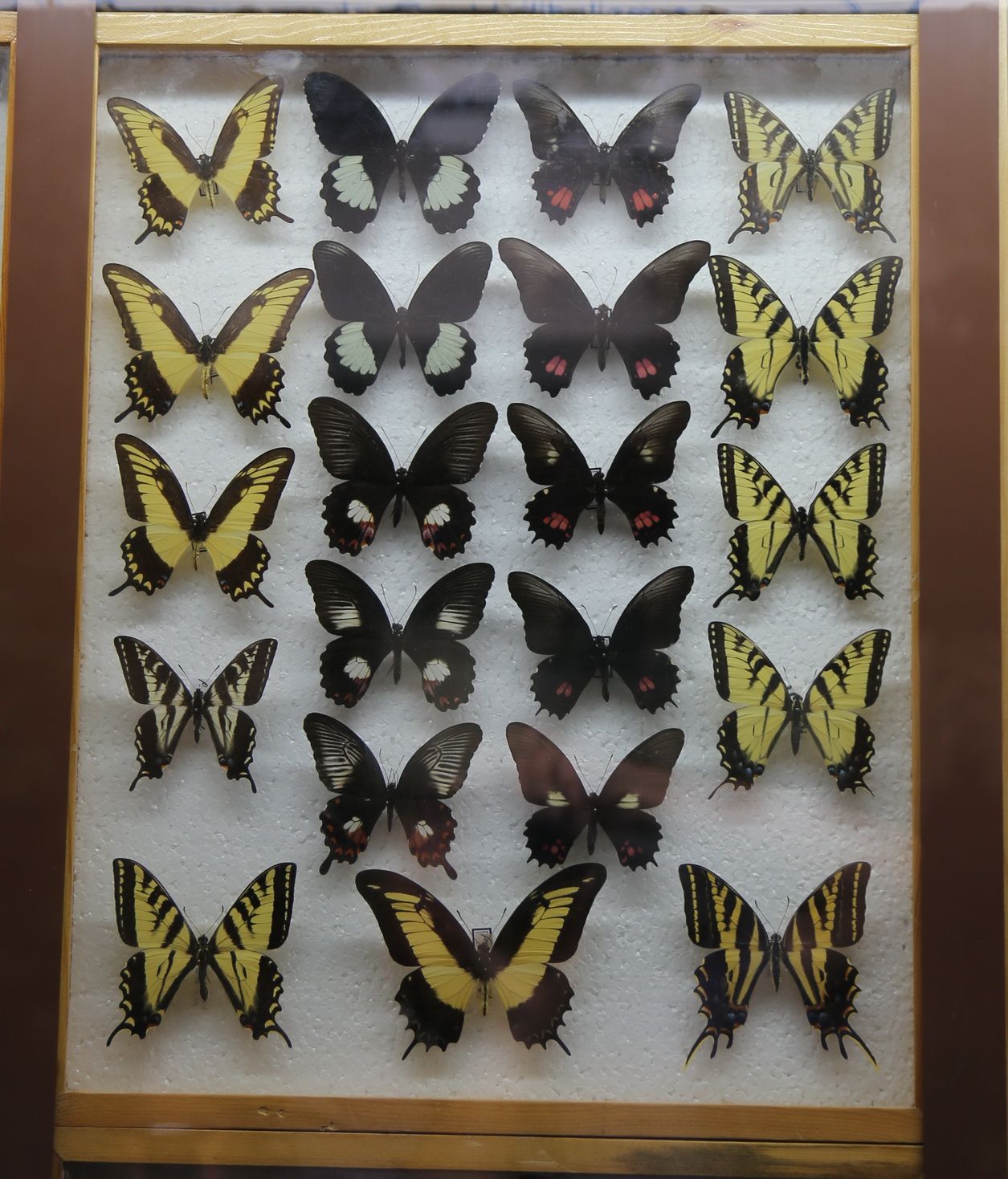 Эль рио выставка бабочек