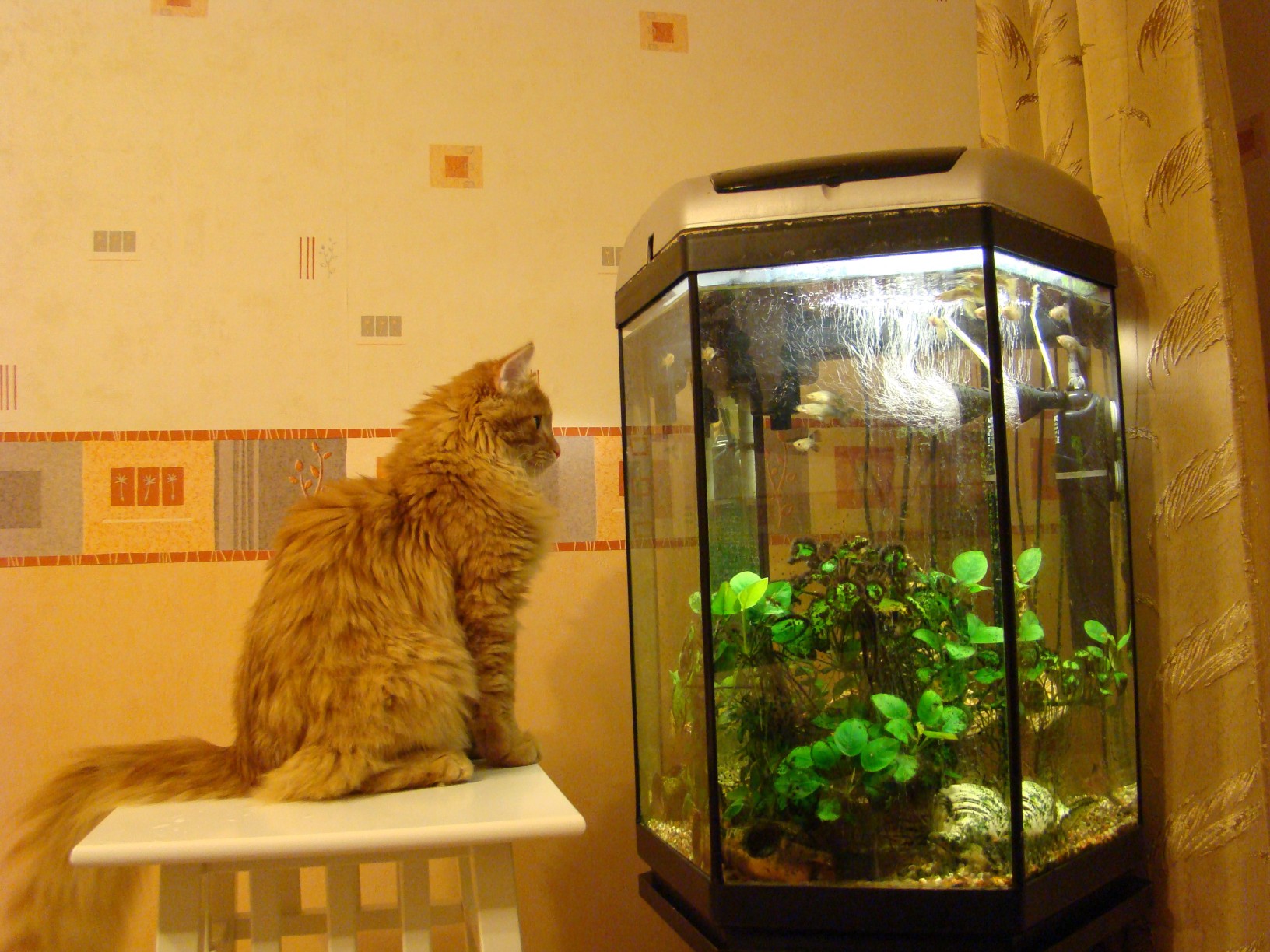 Аквариум для кота внутри. Аквариум для котиков. Кот и аквариум. Аквариум с рыбками для котов. Аквариум с местом для котика.