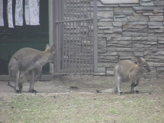 kangaroo3.JPG