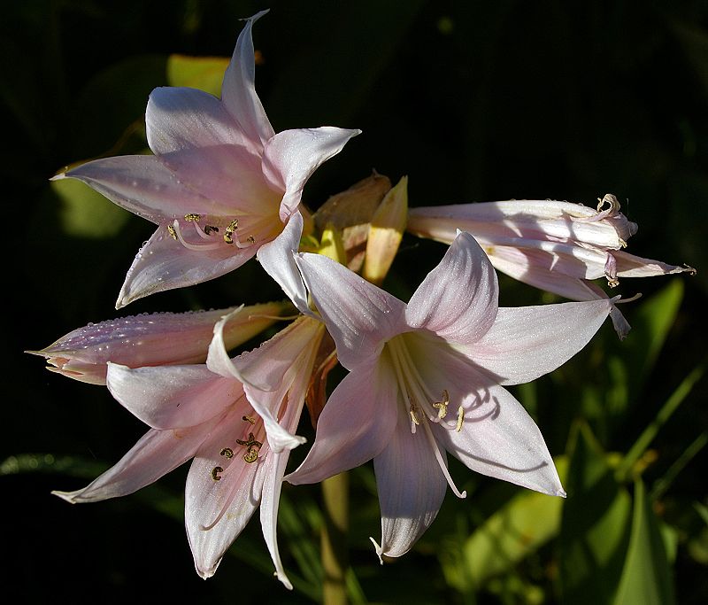800px-Amaryllis_belladonna_flowers.jpg