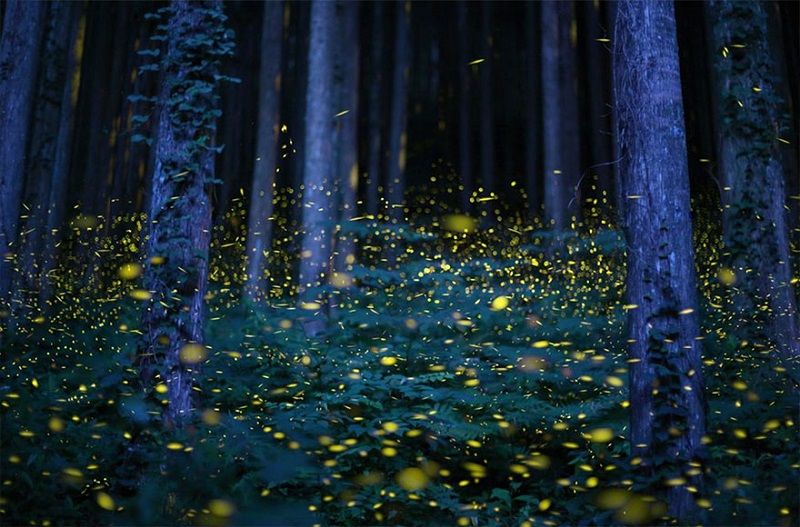11-Светлячки в лесу - завораживающее зрелище в Японии.jpg