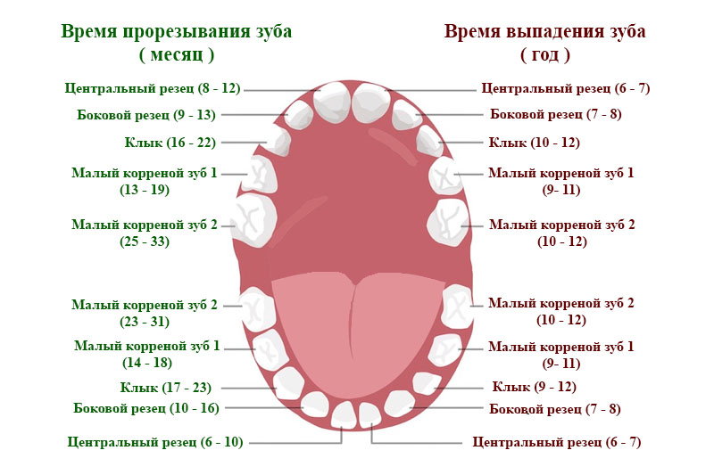 prorezy-vanie-zubov-u-detej-sroki-tablitsa.jpg