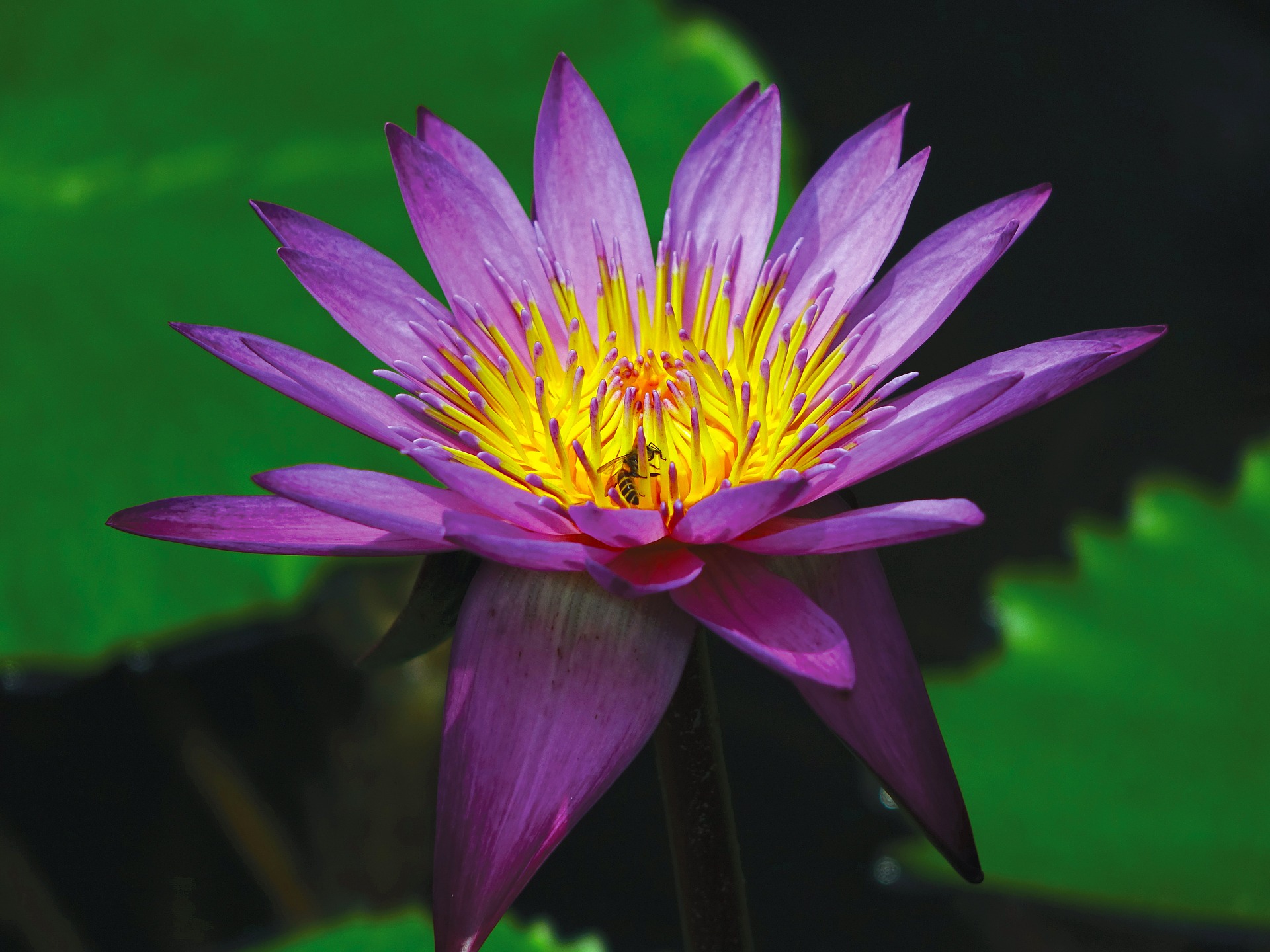 water-lily-375307_1920.jpg