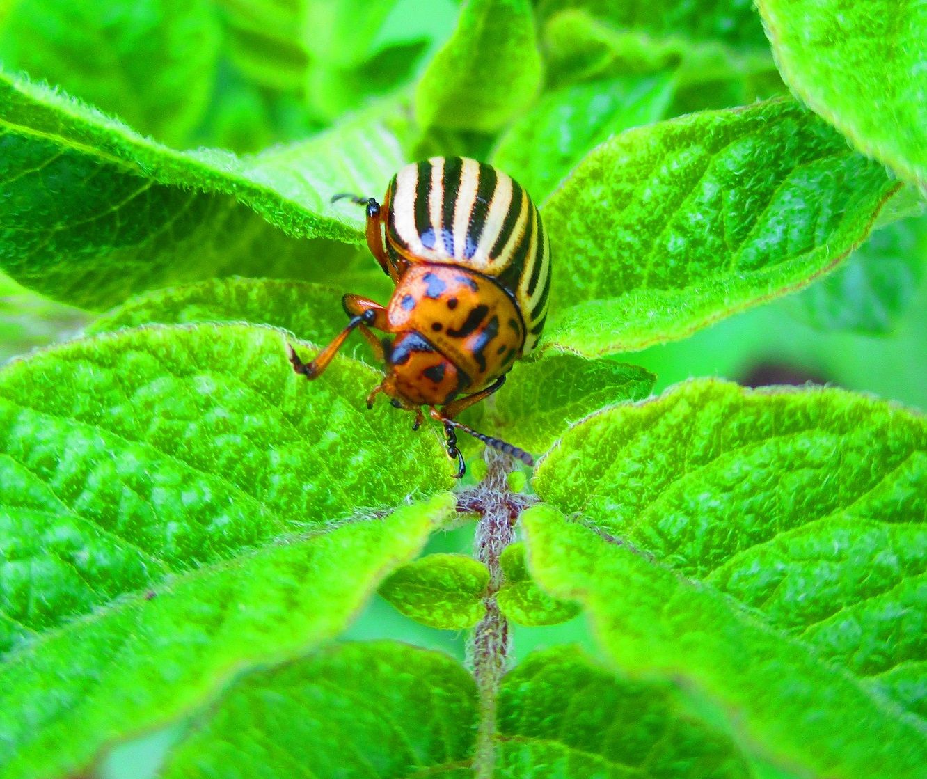 Колорадские жуки питаются растениями. Колорадский Жук. Колорадский Жук насекомые. Колорадский Жук фото. Систематика колорадского жука.