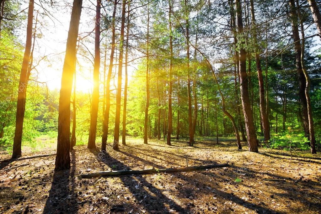 depositphotos_29280781-stock-photo-dawn-in-a-pine-forest.jpg