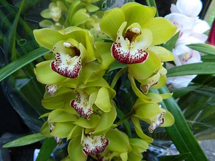 zelenaja-orhideja10.jpg