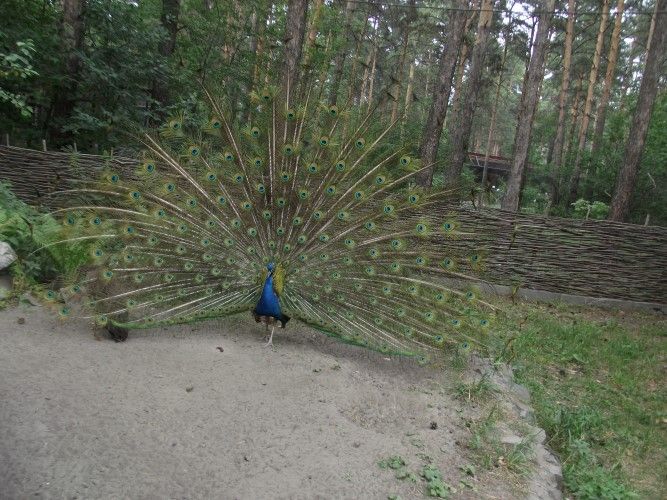 peacock3.JPG