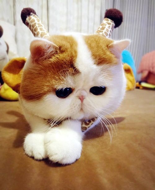16-Снупи - самый милый кот в мире.jpg