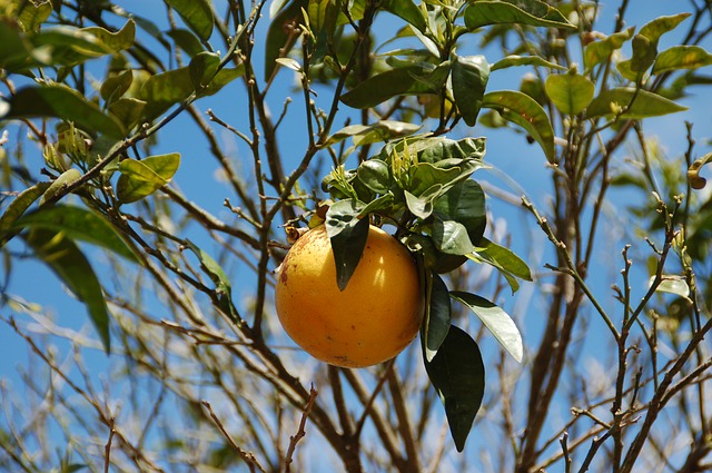 grapefruit-103527_640.jpg