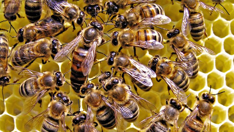 интересный-факт-о-пчёлах-4-768x432.jpg