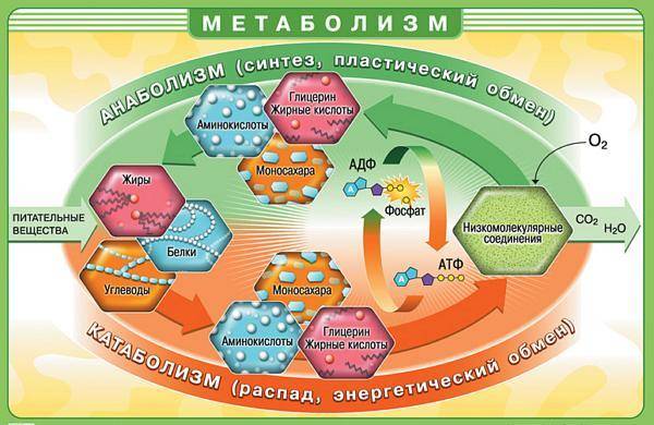 metabolizm.jpg