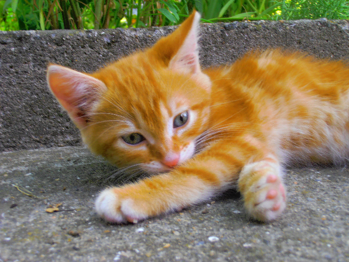 Кот оренбург телефон. Рыжий кот Амур. Пепельно рыжий котенок. Китайские рыжие котята. Несчастные котята рыжие.