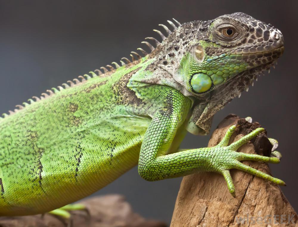 green-iguana-on-log.jpg