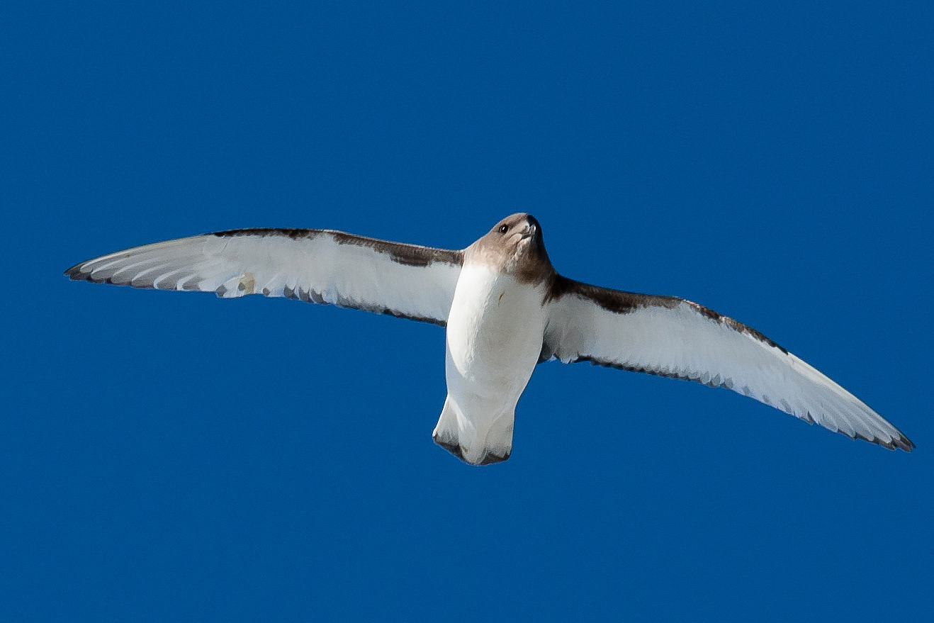 flying-antarctic-petrel-photo.jpg