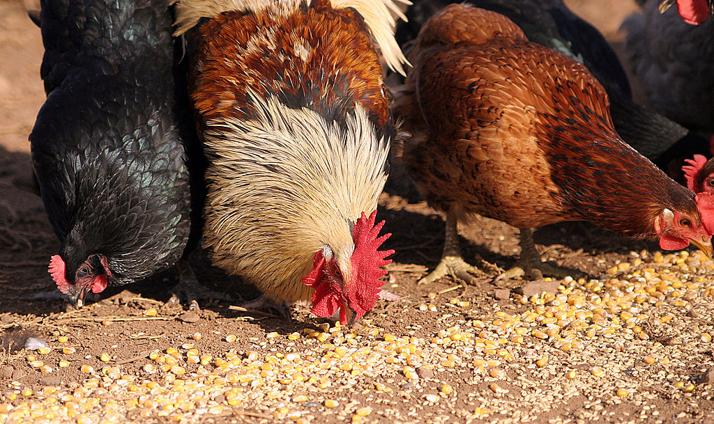 1024px-Chickens_eating.jpg