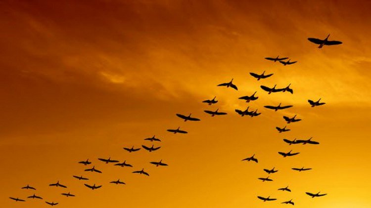 8a-birds-migrating.jpg