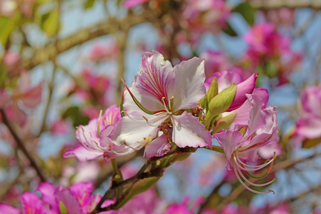 Баухиния: Орхидейное дерево