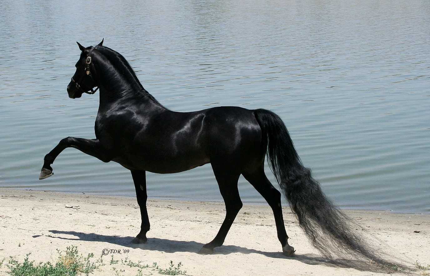 арабская лошадь.jpg
