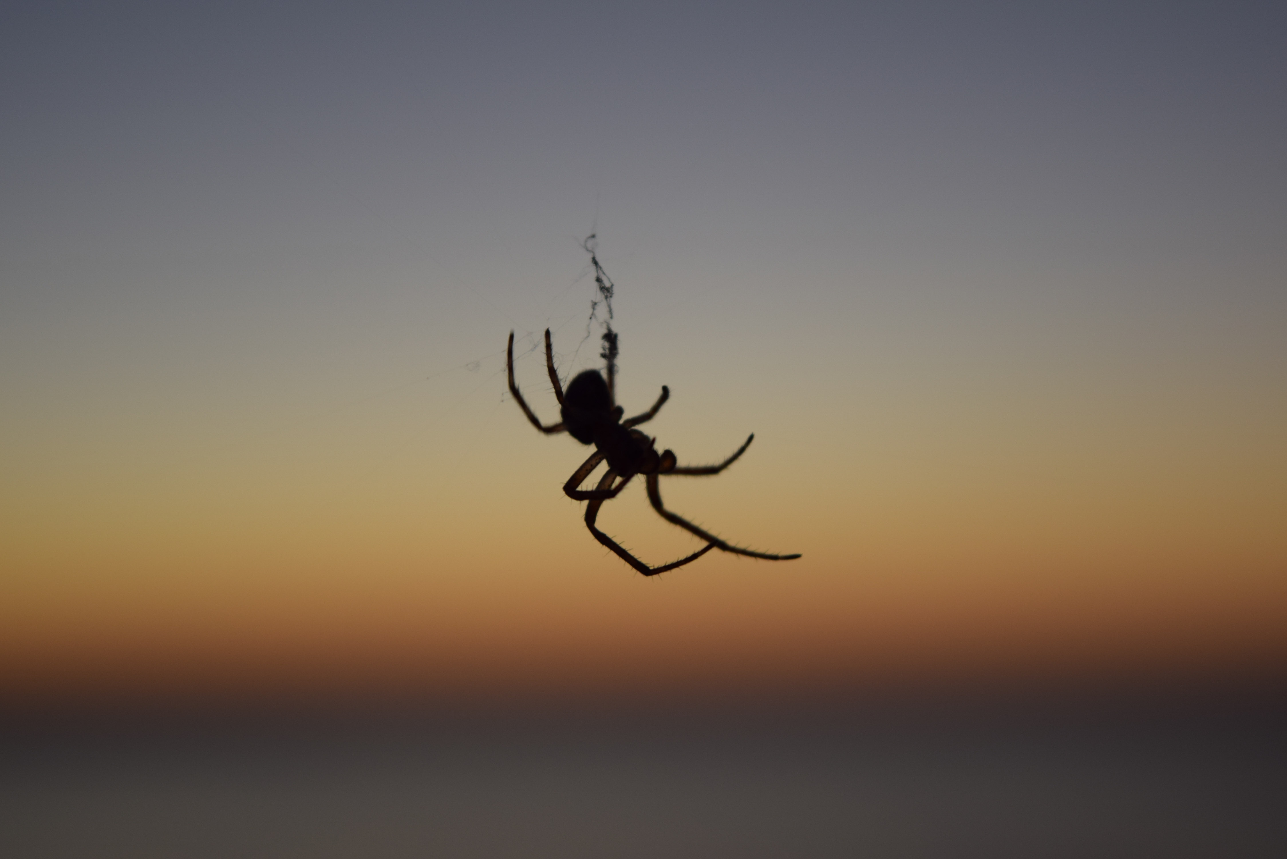 Увидеть паука ночью. Паук закат. Паучок на закате. Вечерний паук. Вечерний паук сулит надежду.