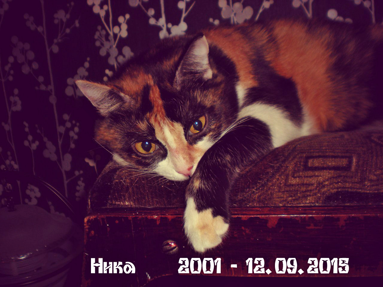Кошки память на русском. Голос кота. В память о кошке. Пост в память о кошке.