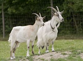 Goats_Go_Inspecting..jpg