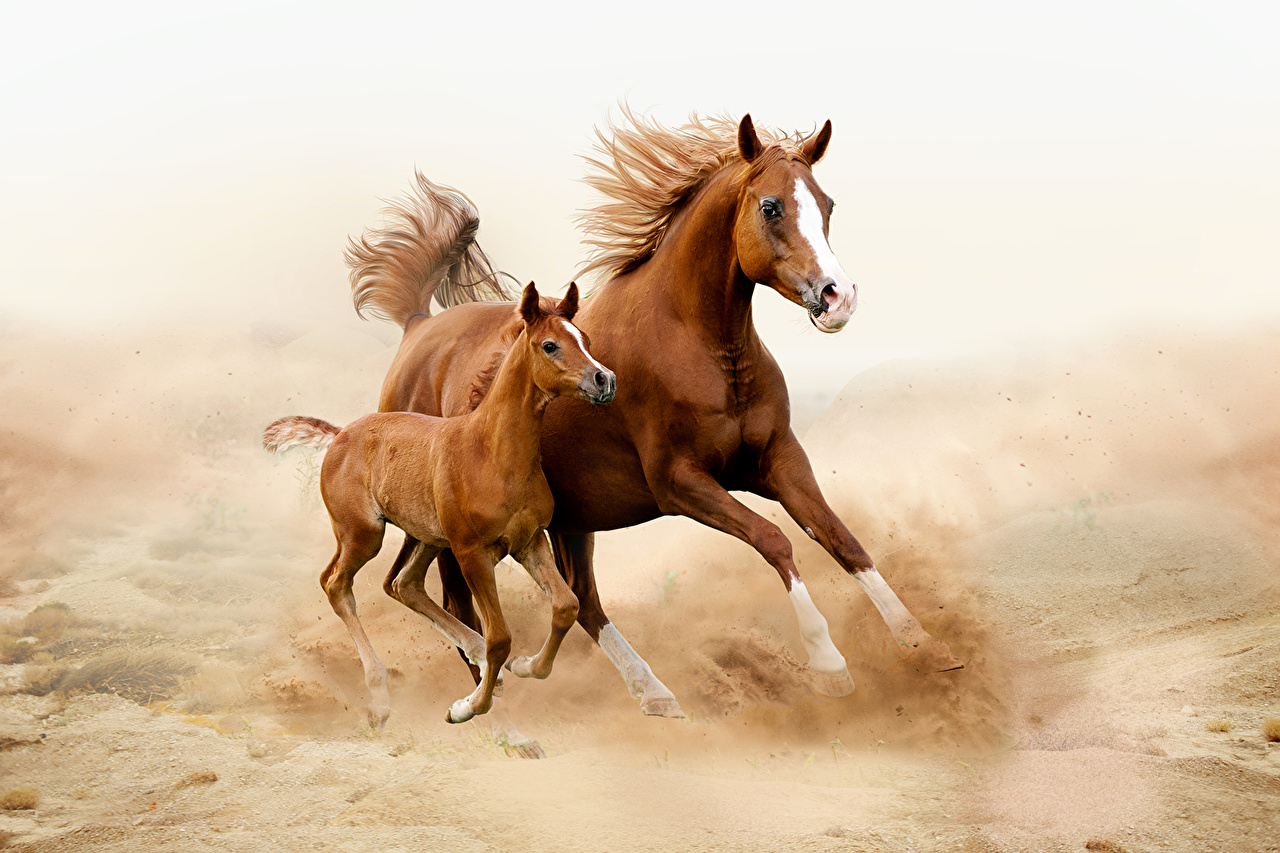 Horses_Cubs_Two_Run_492557.jpg