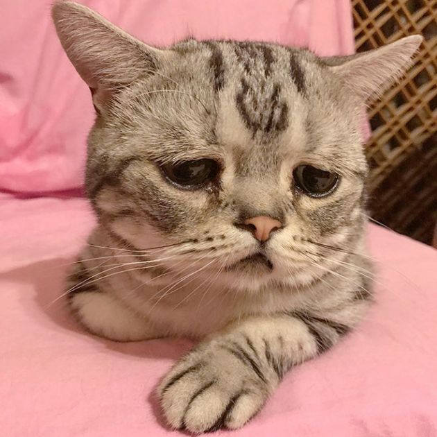 Самая грустная кошка на Земле.jpg