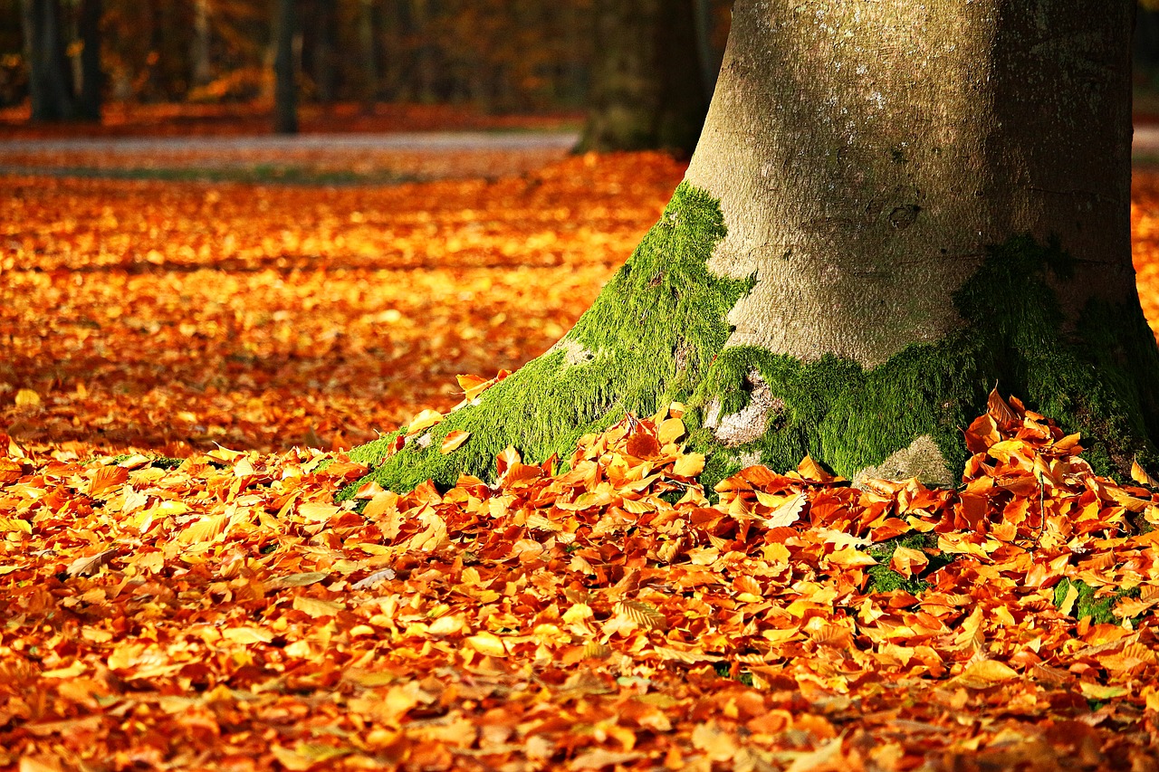 fall-foliage-1913485_1280.jpg