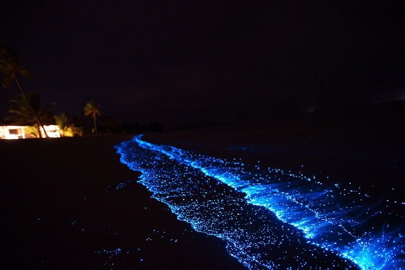 2-Светящийся пляж на Мальдивах.jpg