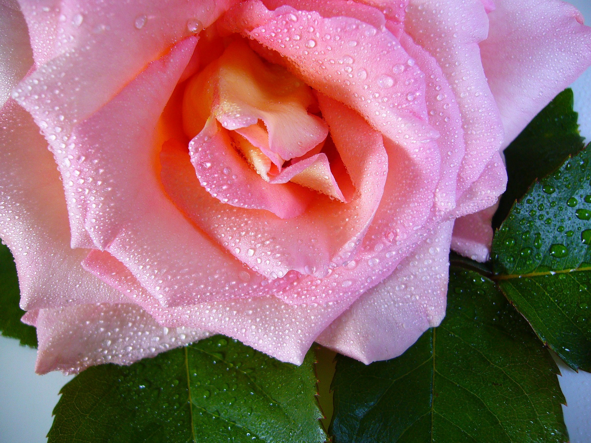 raindrop-rose-57478_1920.jpg