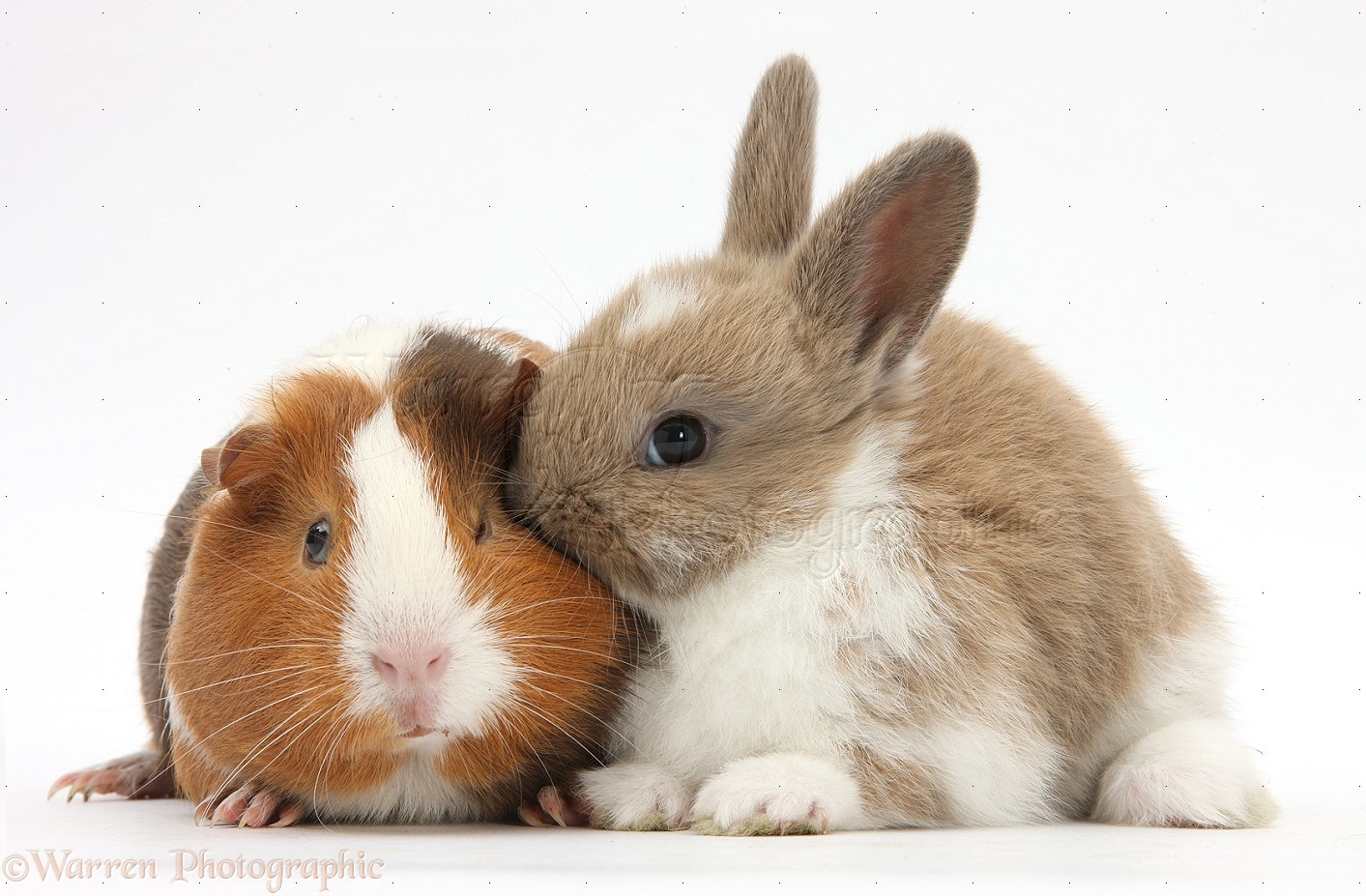 31941-Baby-rabbit-and-Guinea-pig-white-background.jpg