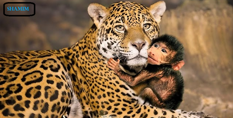 monkey and Tiger Friendship.png