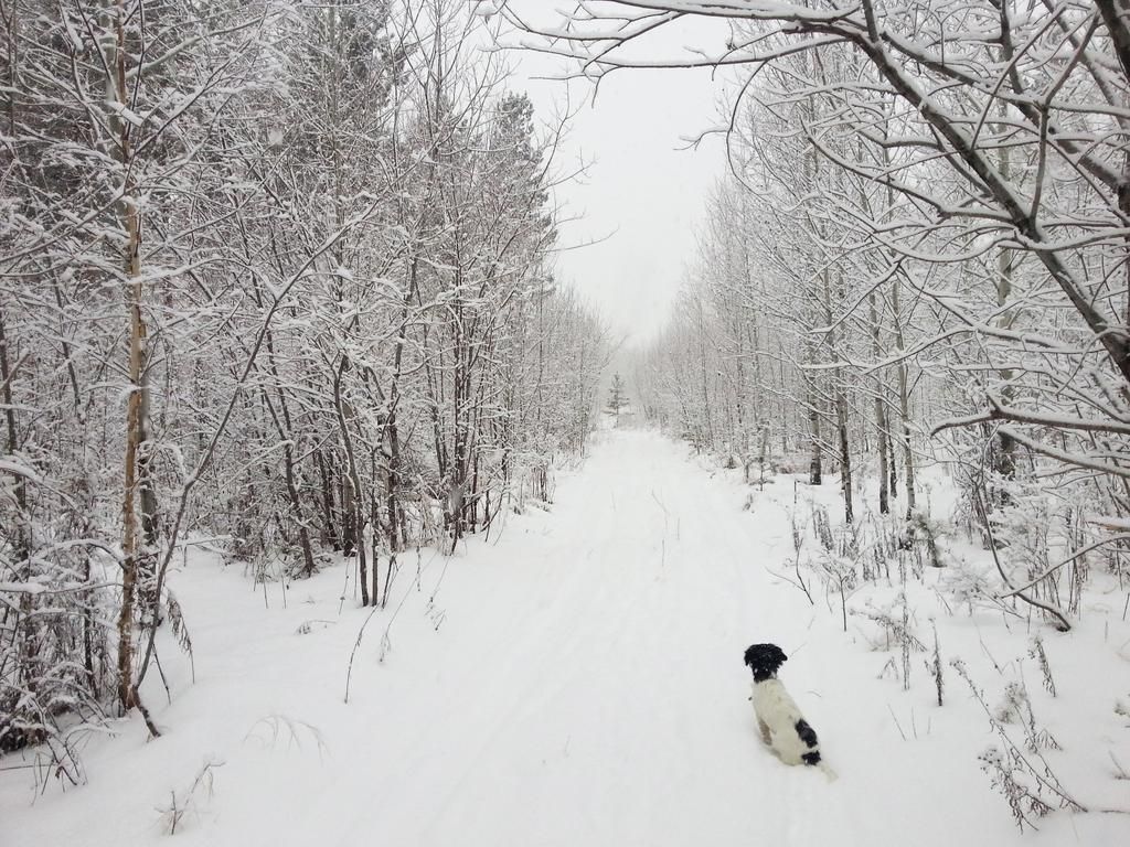 Snow_road.jpg