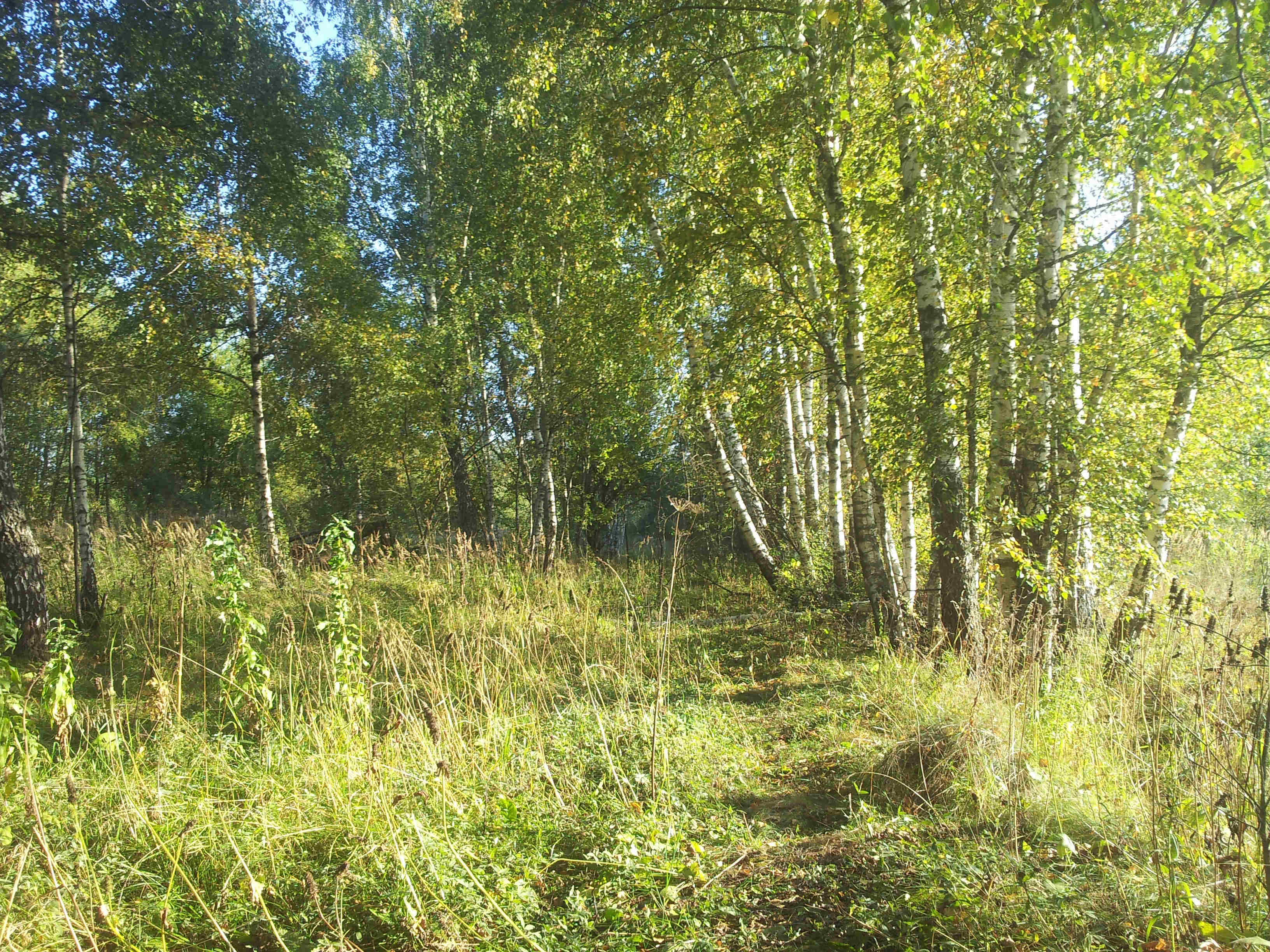 В природе средней полосы россии есть. Лес России средней полосы лес. Природа средней полосы России. Леса средней полосы России. Лето средней полосы.