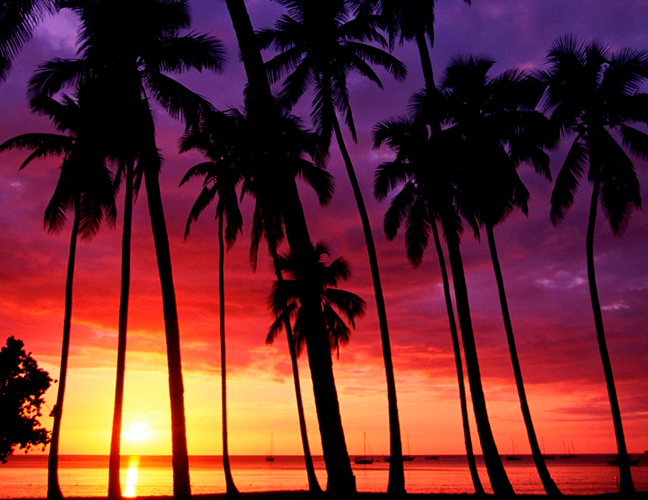 california-palm-trees-sunset-tumblr-wallpaper-4.jpg