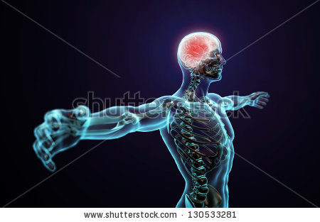 stock-photo-human-anatomy-illustration-central-nervous-system-with-a-visible-brain-130533281.jpg