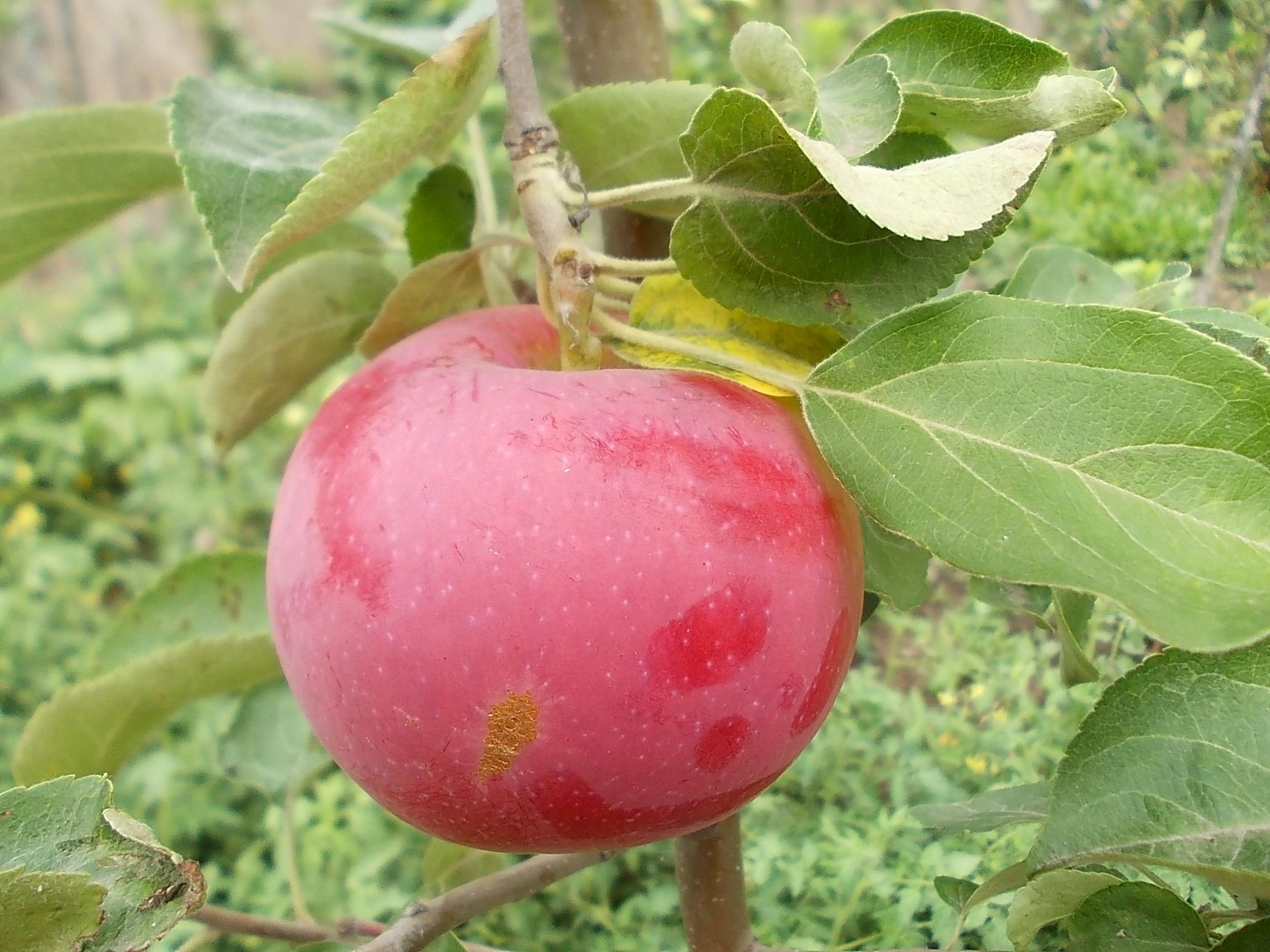 Яблоня малиновый Делишес