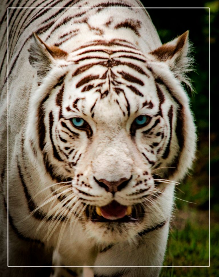 бенгальский тигр.jpg
