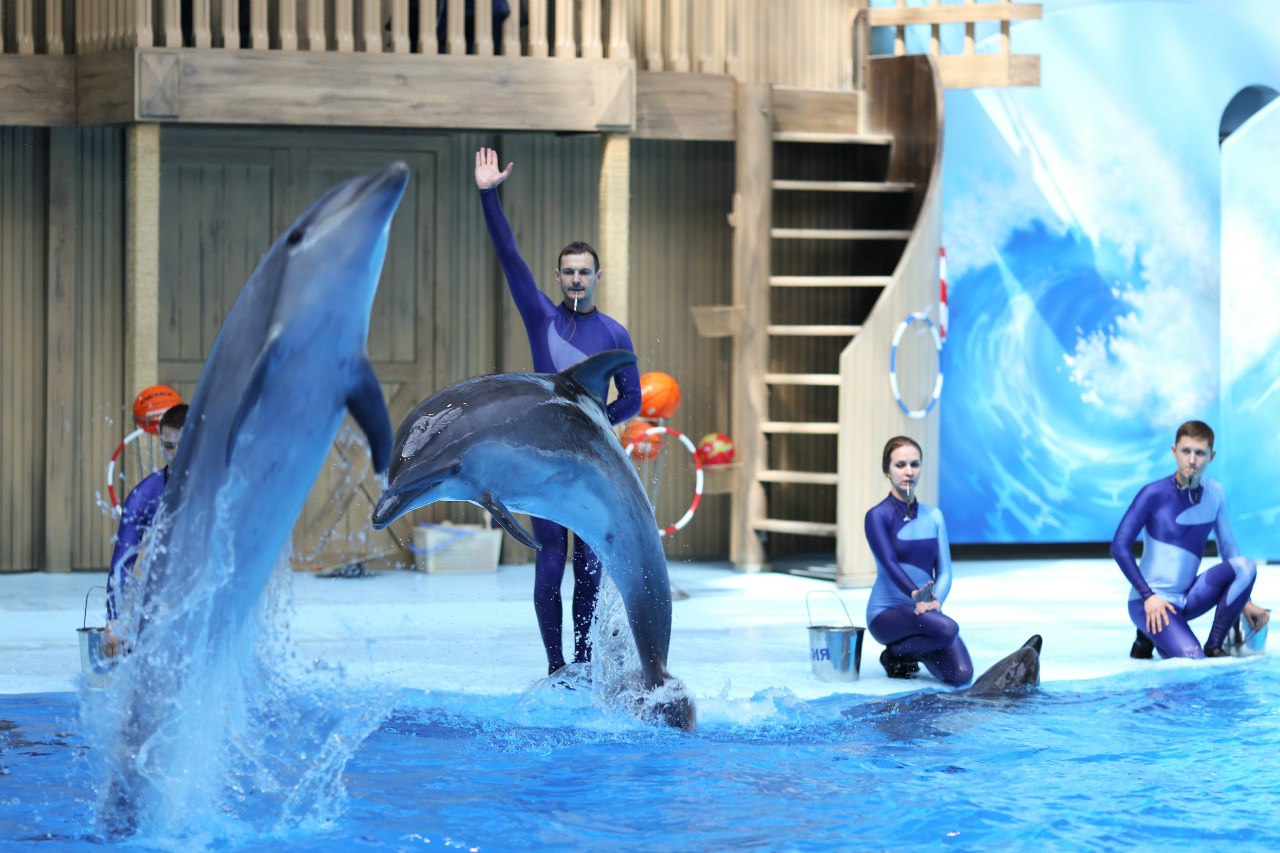 Новосибирский зоопарк дельфинарий и океанариум